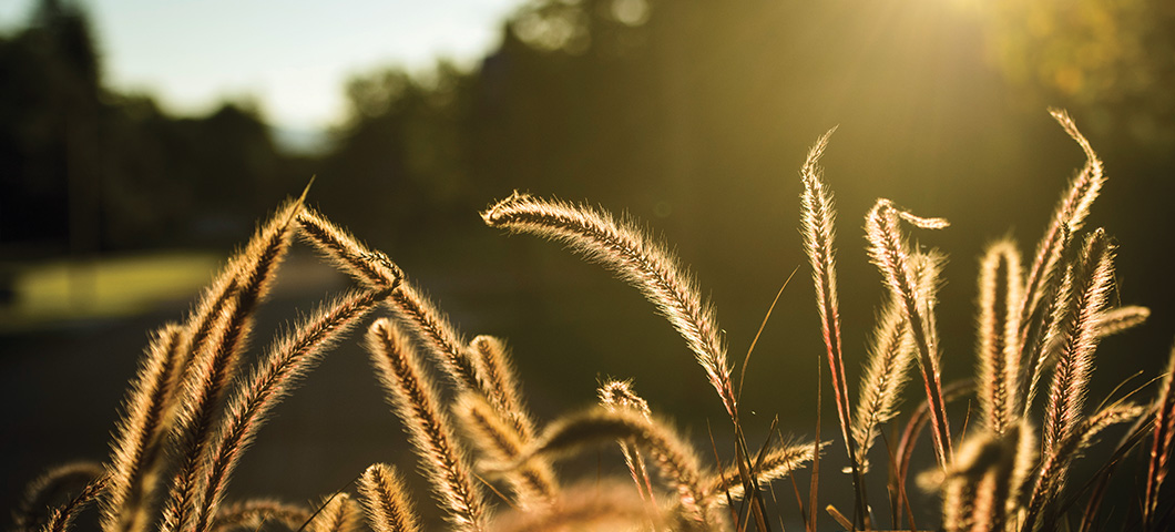 native grasses on MSU campus