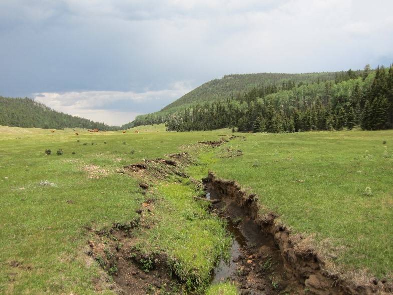 Erosion in wetlands on Bonito Creek 