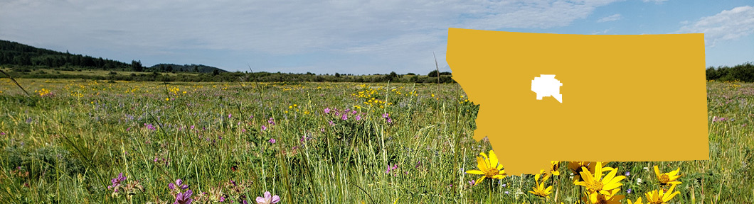 Field of wildflowers with outline of Montana map overlaying it