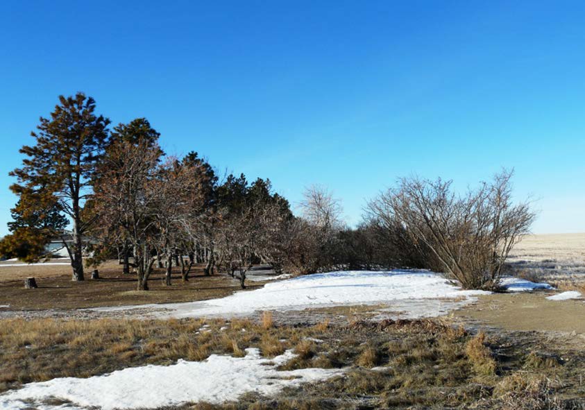 Figure 3. A well-designed and maintained shelterbelt in central Montana’s 11" precipitation zone. Row spacing, fallow ground and snow capture help keep trees that need at least 16" annual precipitation to stay alive.