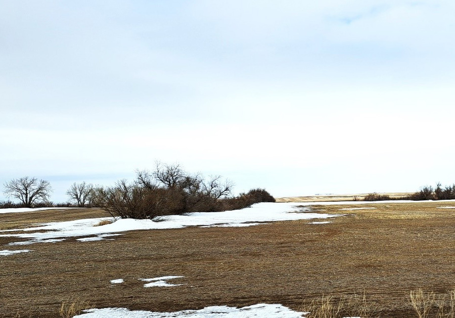 Figure 5. Typical snow collection on the leeward side of a windbreak.