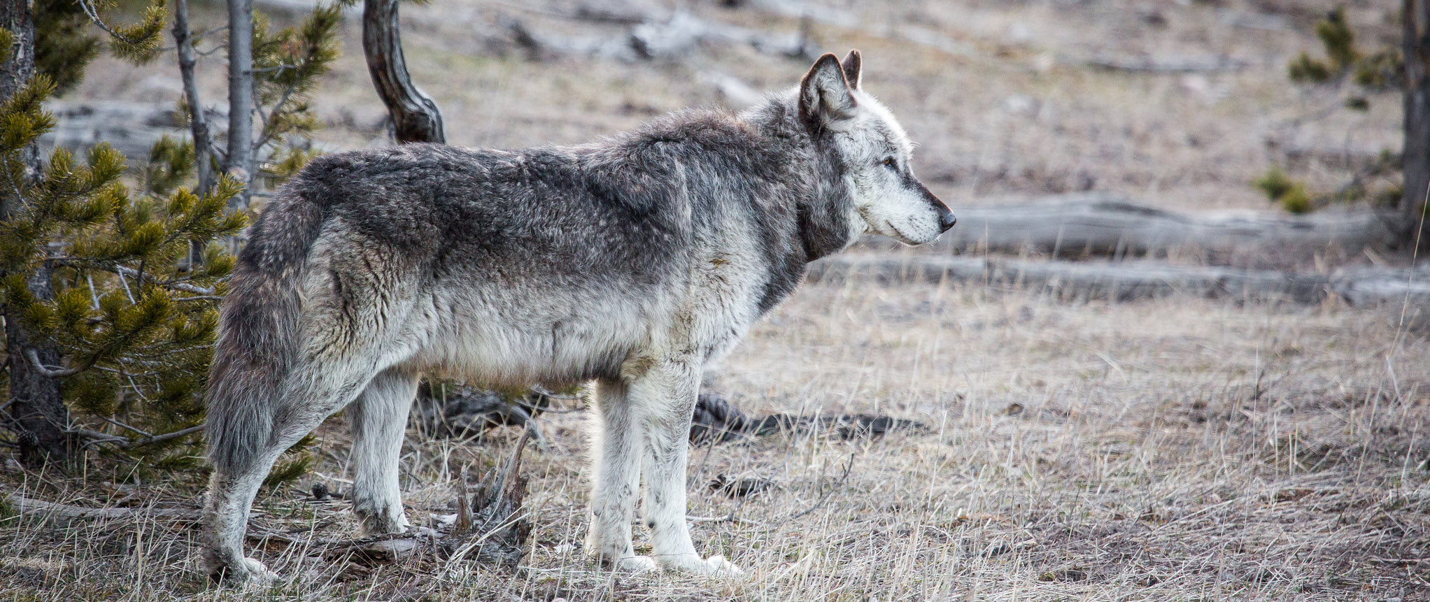 A Grey Wolf stands in profile in a sparse forest