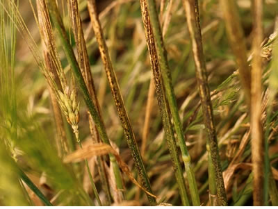 Close-up photo of a black mold on a bunch of wheat stalks