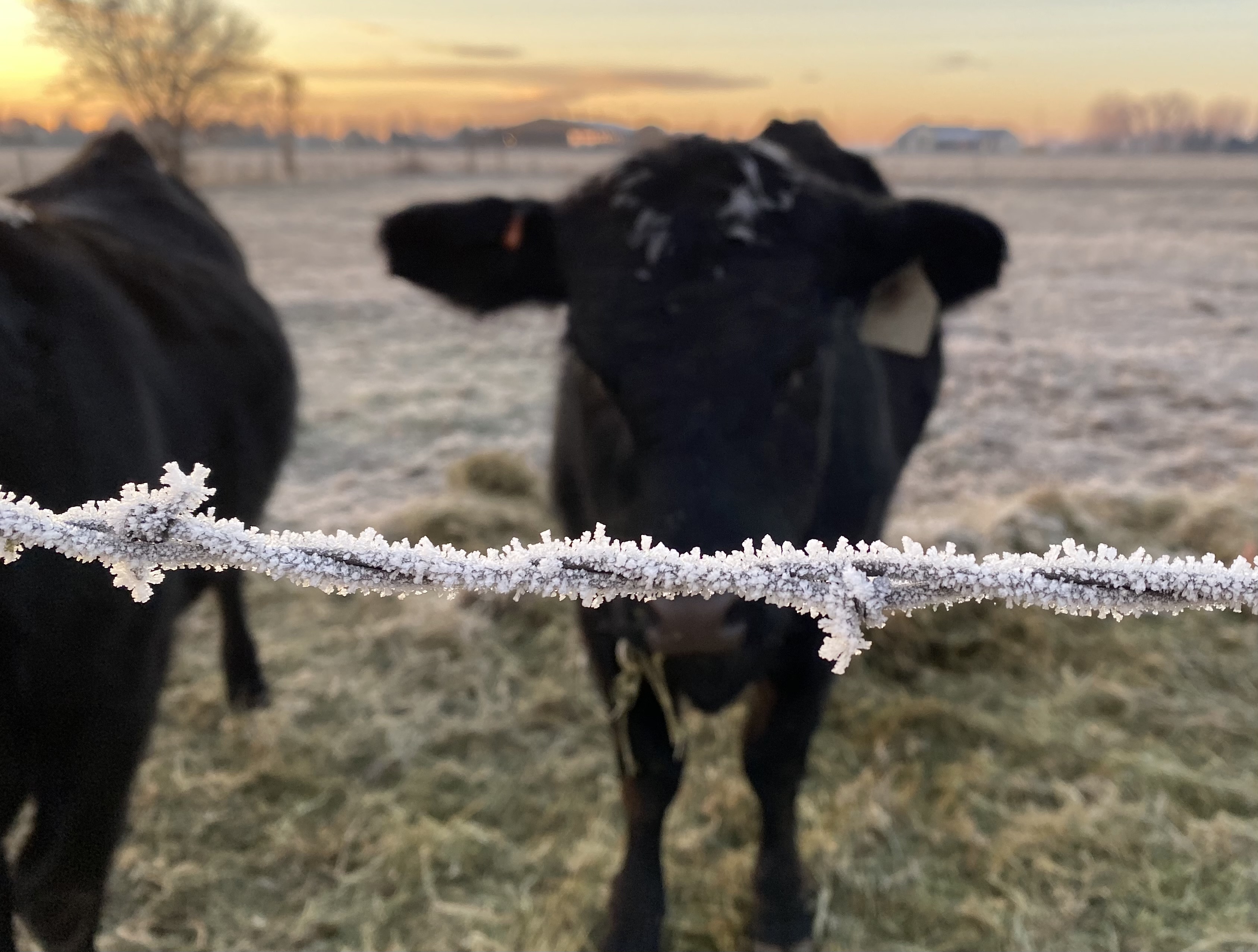 Black Angus cattle at morning feeding time