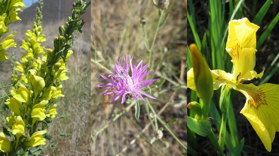 Montana weeds