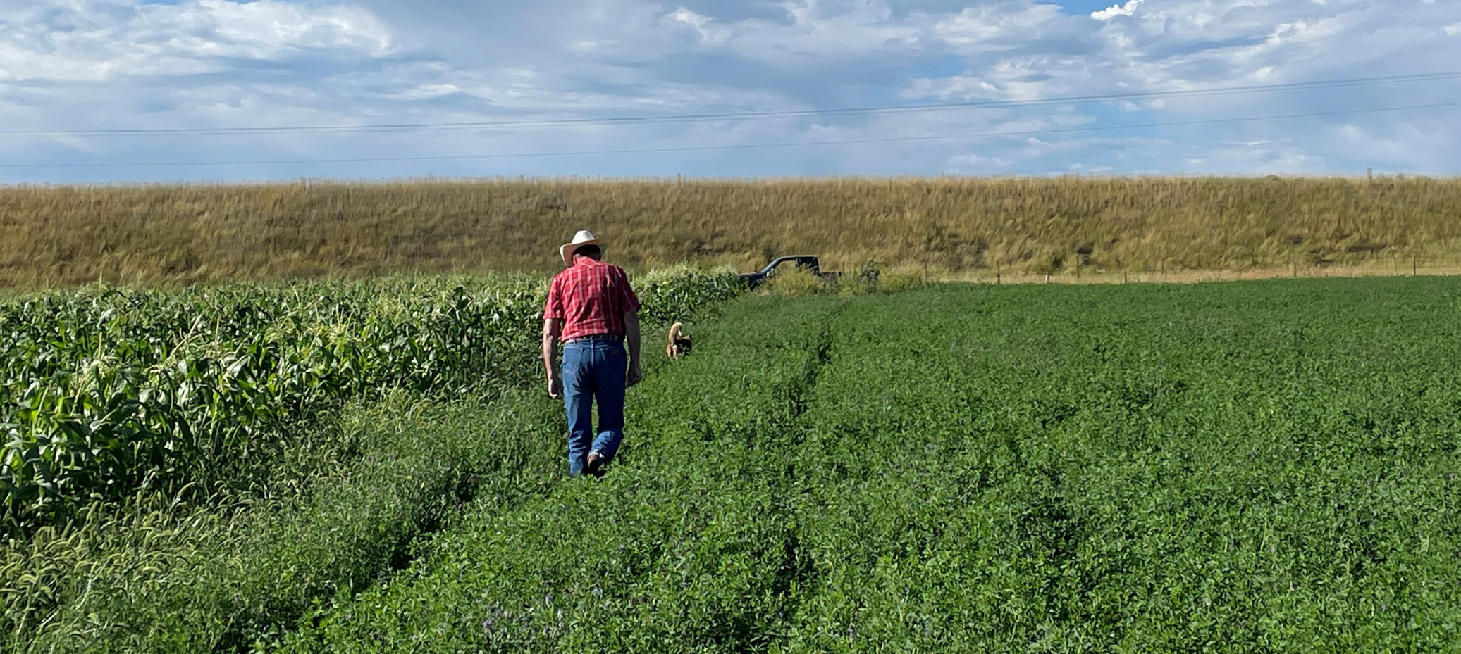 Man with dog in a green field.