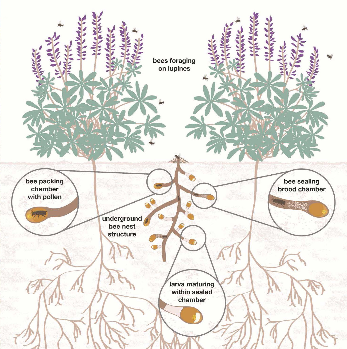 A graphic of an underground schematic of a bee nest. Bee packing chamber with pollen, bee sealing brood chamber, and larva maturing within sealed chamber are all parts of the nest structure.