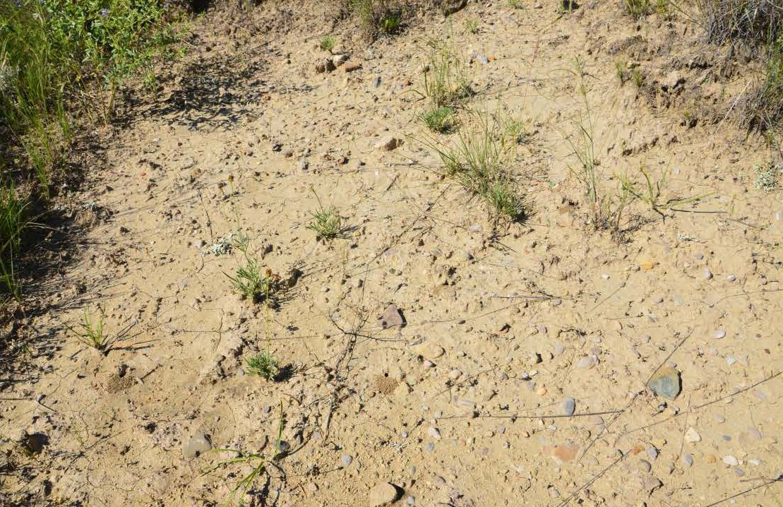 Dry, bare ground with holes representing bees nests.