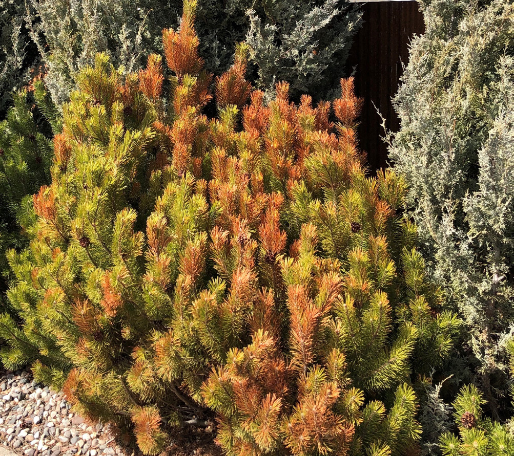 Dried out evergreen showing orange and green needles.