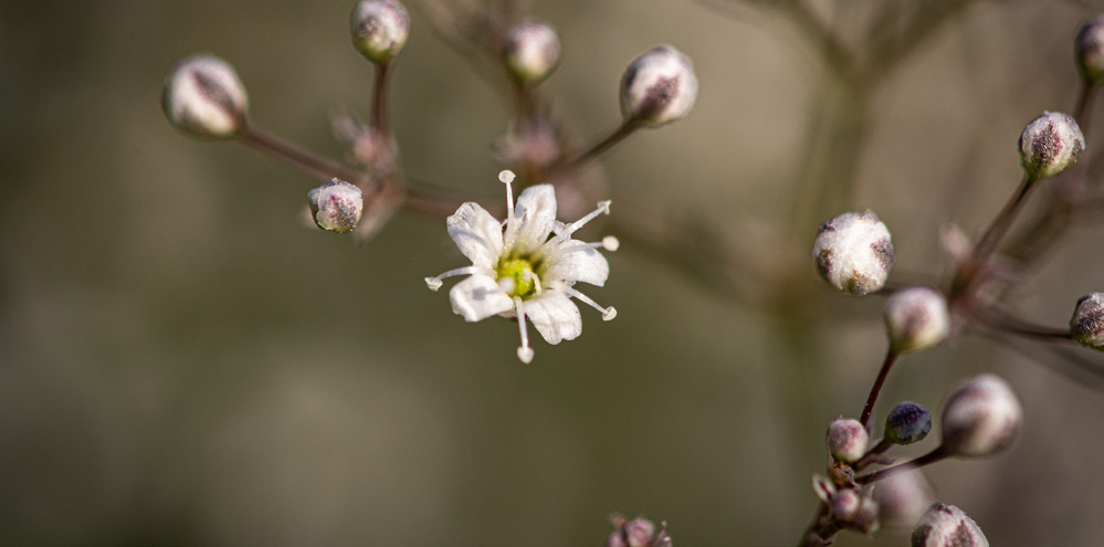 White baby's breath flower buds with a yellow center.