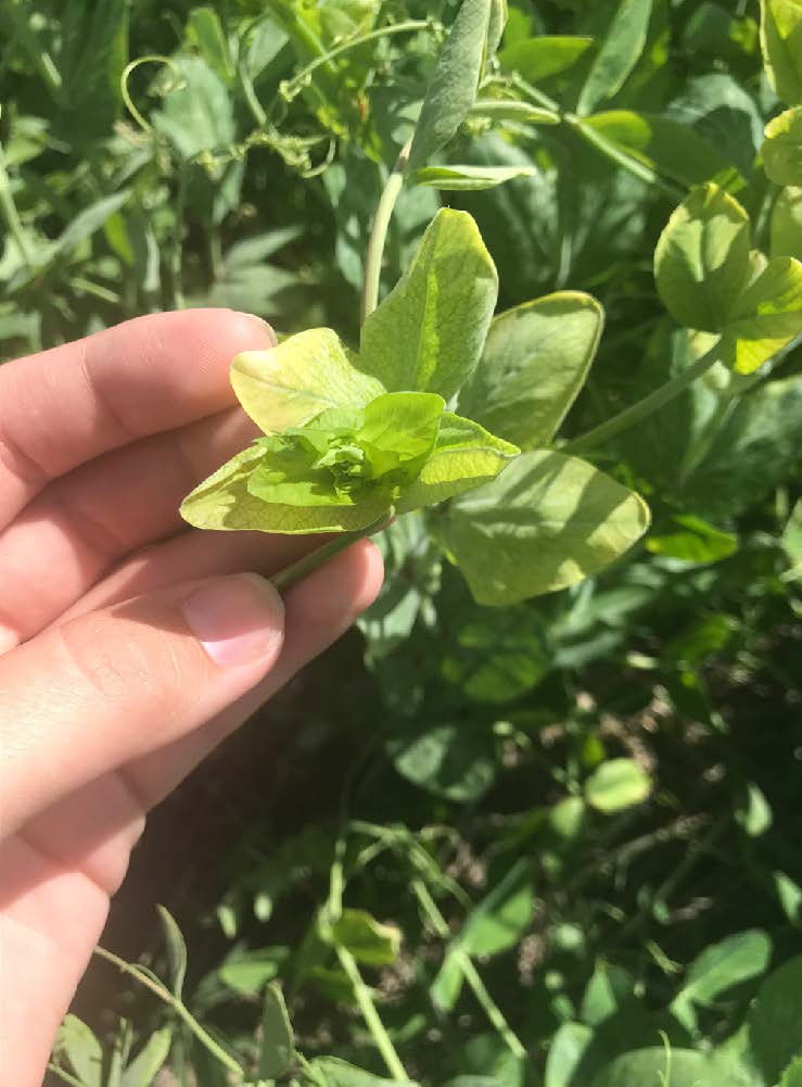 A small green pleant with round leaves. Some leaves show yellowing or lost color.