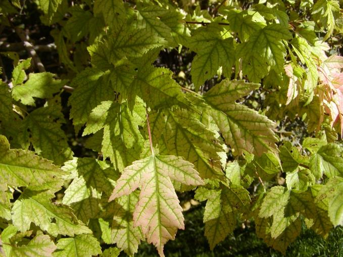 Maple leaves with yellowing