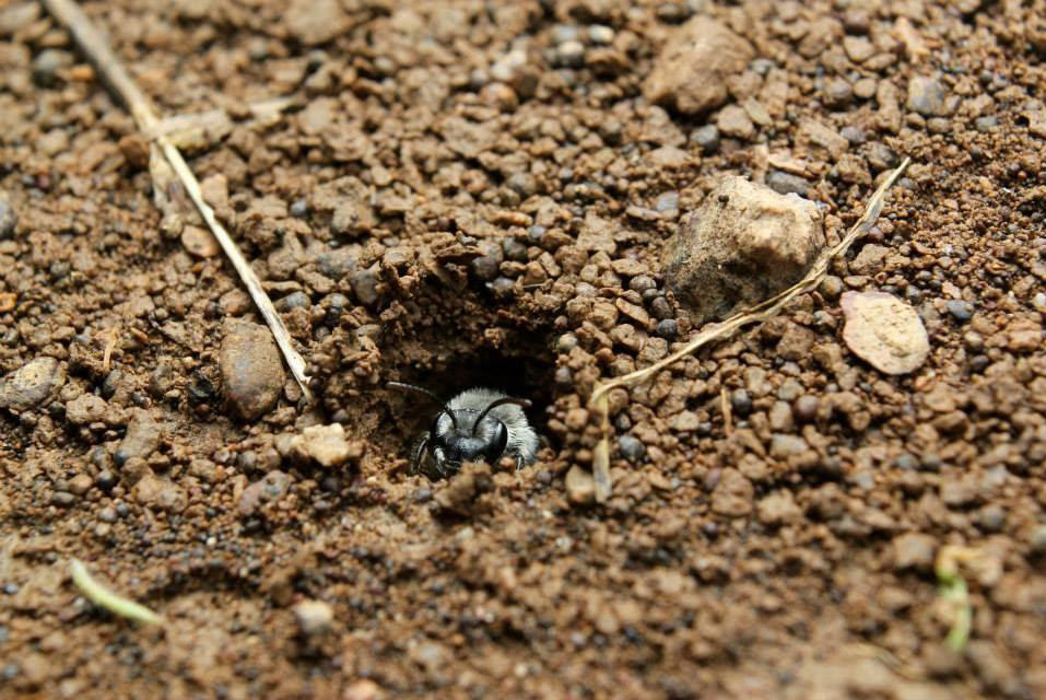 A close-up of a bee coming out of a hole in sandy soil.