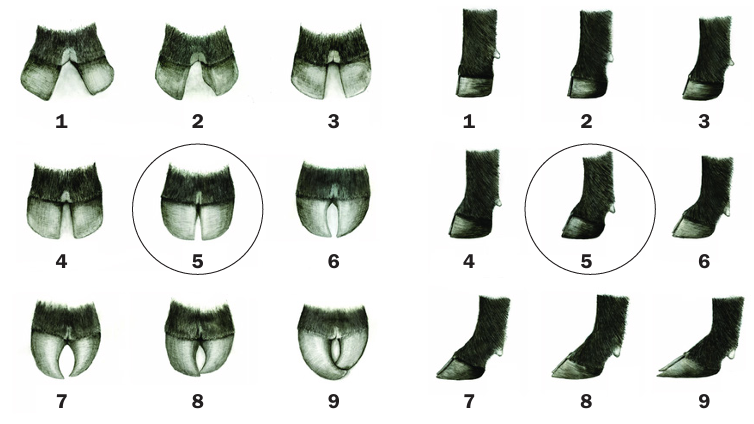 A sketch of 9 different foot scores with claw scores (front facing view) and pastern angles (side facing view).