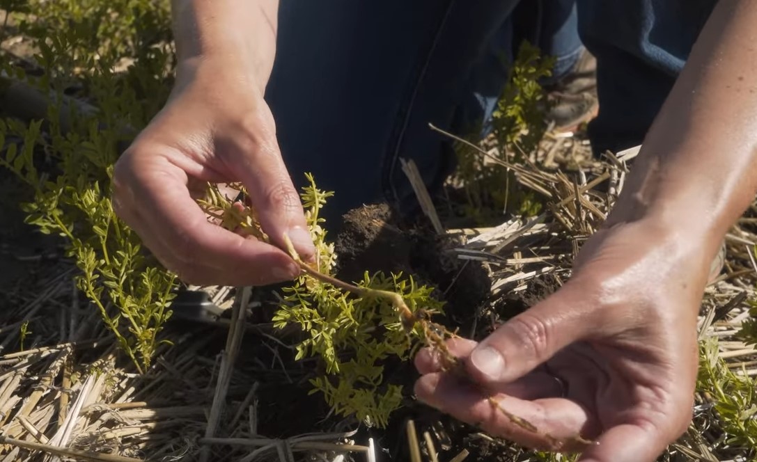 Someone's hands holding a root infected with root rot