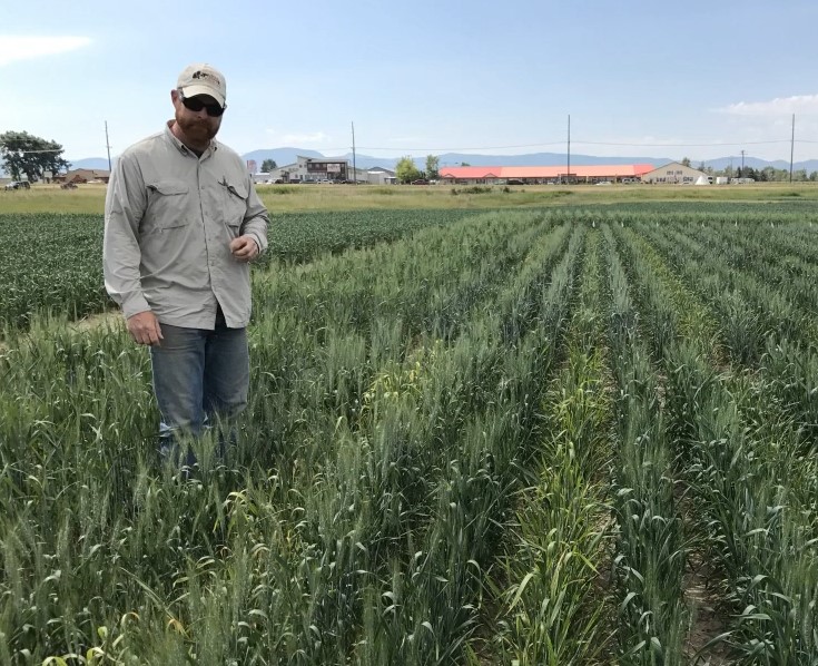 A person standing in a wheat field