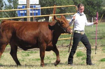 proper way halter show stick and lead