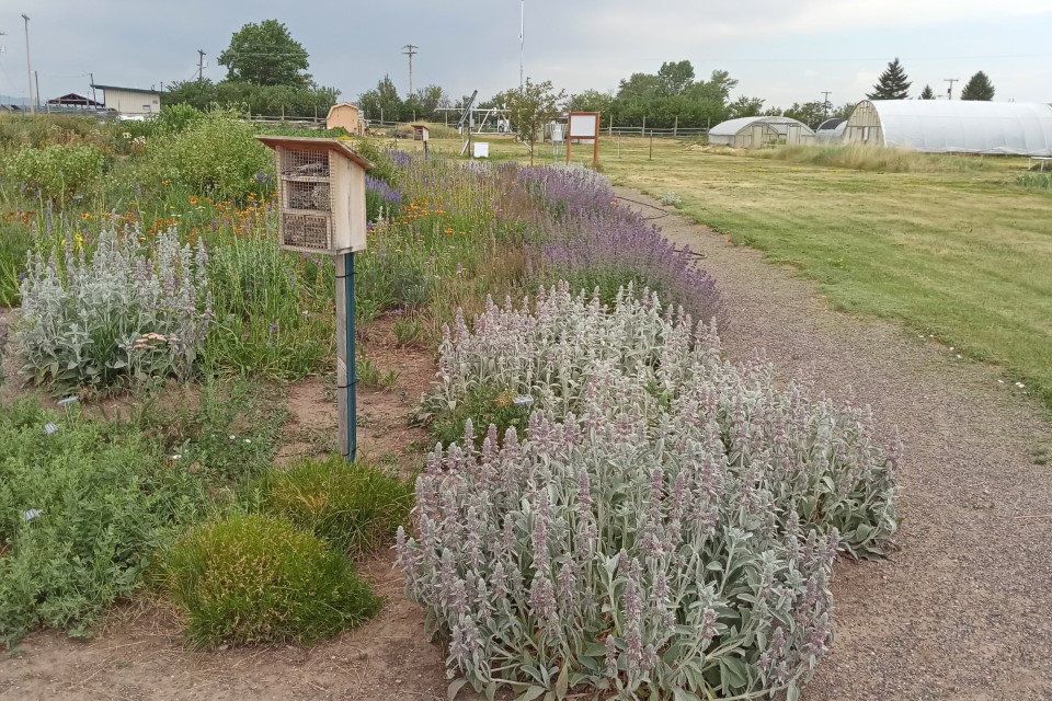 A wooden bee hotel in the foreground with wildflowers on the left hand side, and farm buildings in the background.