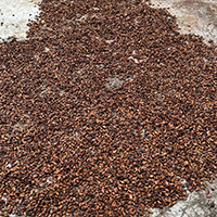 cacao sun drying