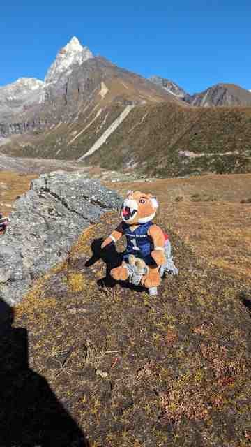 Champ the Bobcat along the hike to Namche Bazaar