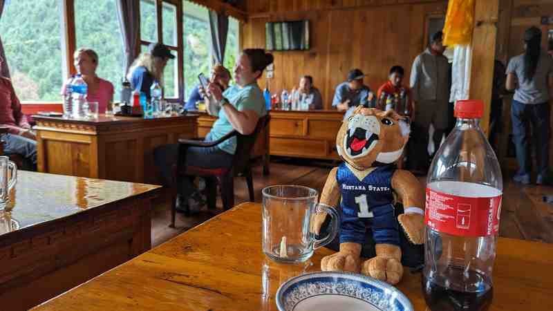 Champ the Bobcat is pictured at a dining table.